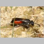 Sphecodes pellucidus - Blutbiene w003b 9mm - Halen Waldgebiet TUEP det.jpg